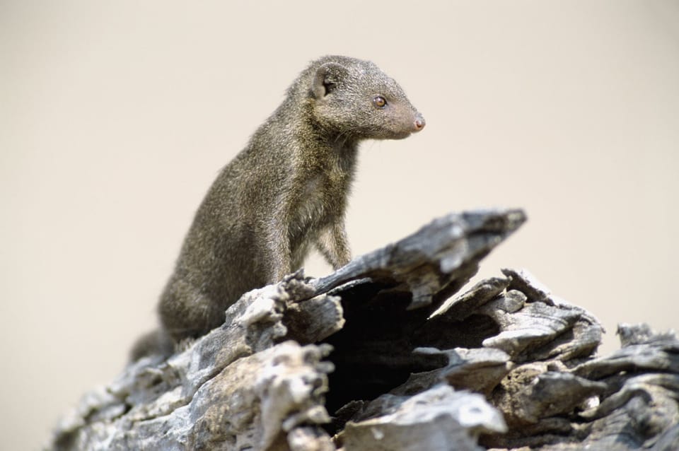 矮牂牂 mongoose 群体信任机制：新成员融入需五个月