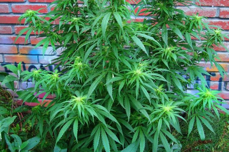 酵母生物合成大麻素:解锁稀有化合物与创新应用