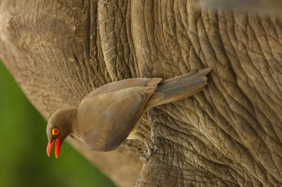 犀牛的“警报鸟”：牛 the oxpecker 鸟类与犀牛的共生反盗猎机制