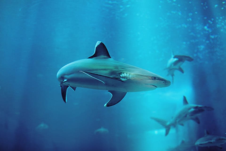 纽约水族馆“鲨鱼奇观”新展揭示海洋生态关键作用与人类责任