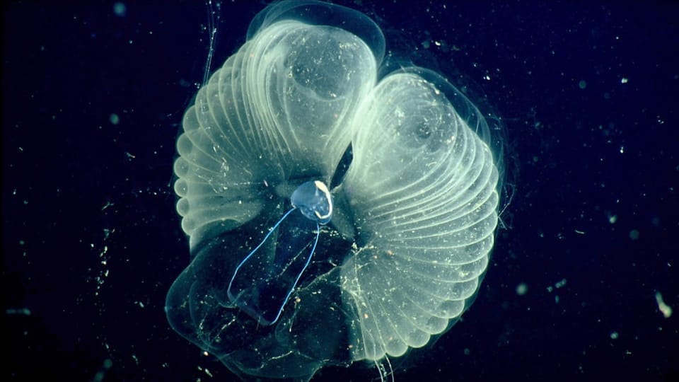 深海“鼻涕皇宫”:揭示浮游生物过滤机制的生物工程新视角
