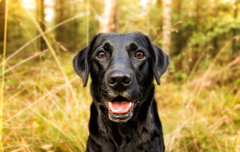 犬类智能的相对评估：超越物种界限的认知洞察