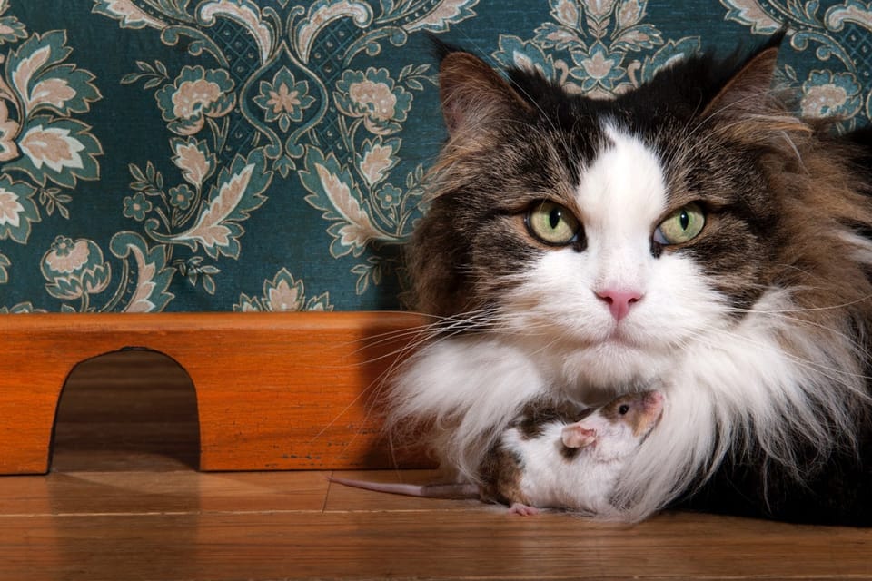 寄生虫Toxoplasma gondii重塑宿主行为：非特定性焦虑降低与好奇心增强