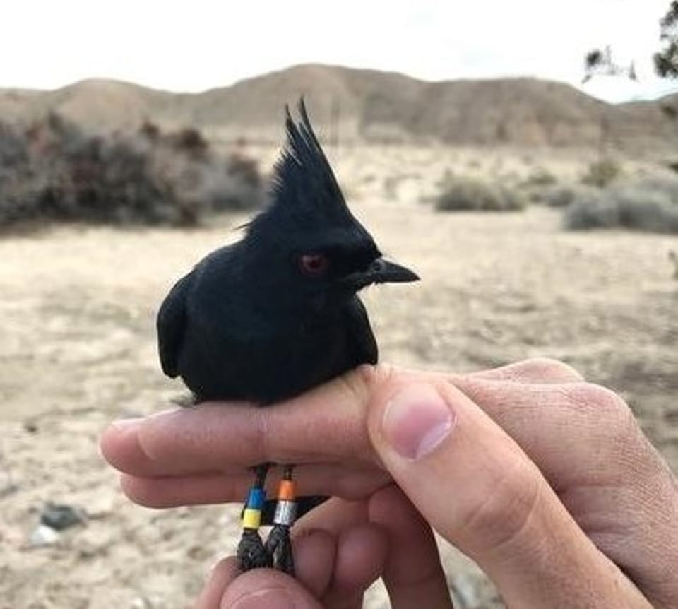 Phainopepla “候鸟式繁殖”行为揭示气候适应新策略
