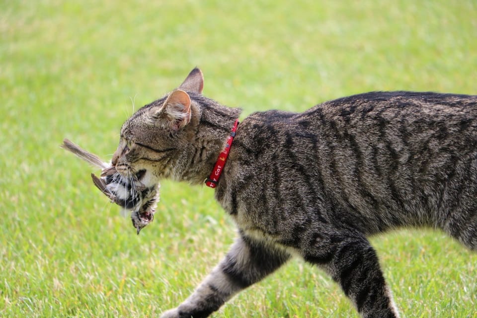 家猫的局部生态影响：近距离狩猎的显著威胁