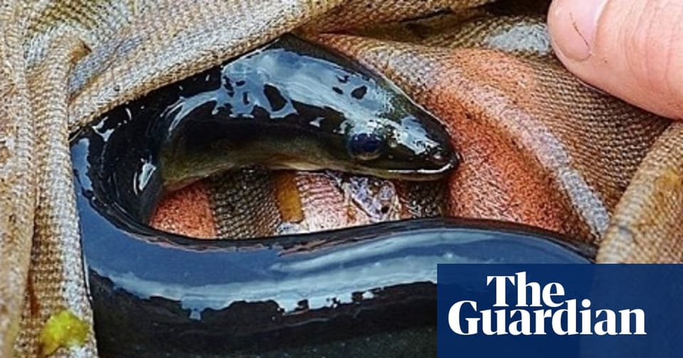 英国鳗鱼复兴项目:重塑濒危物种与地域文化认同的跨界实践
