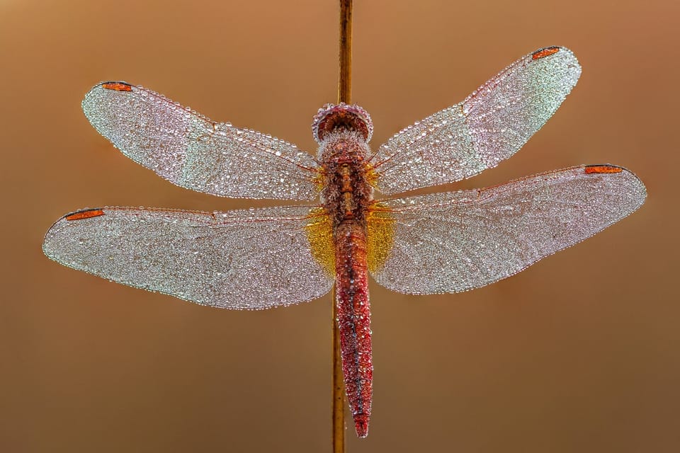 蜻蜓幼虫:识别美国水体汞污染的生物哨兵