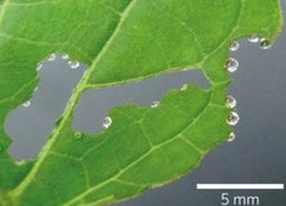 植物“流蜜”自救：茄属植物伤口分泌“报酬”引蚂蚁御敌