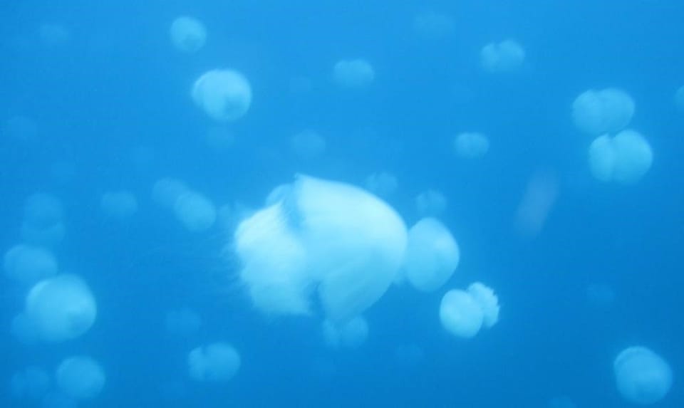 苏伊士运河扩建引发地中海生物入侵，经济与生态双重承压