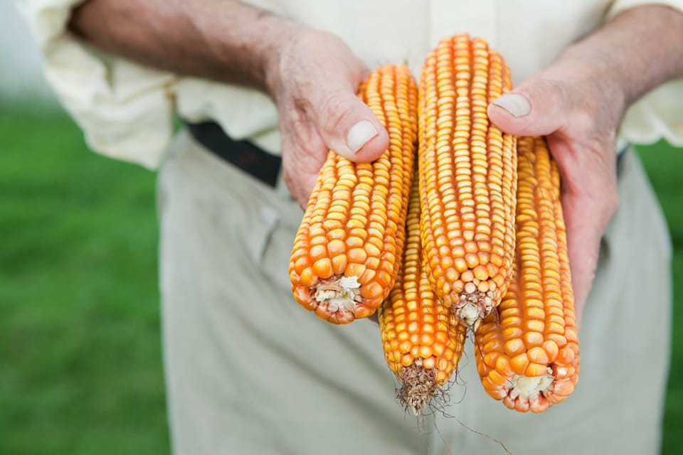 Foldit游戏赋能玩家,共寻降解 aflatoxin 酶解之道