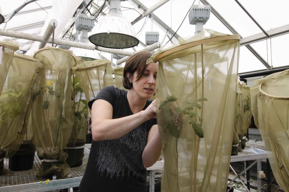 温度变化不改昆虫求偶信号吸引力，树蝉适应性显现