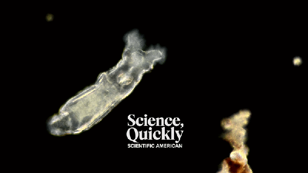 古老生命复苏：2万年寒武纪轮虫的生存启示