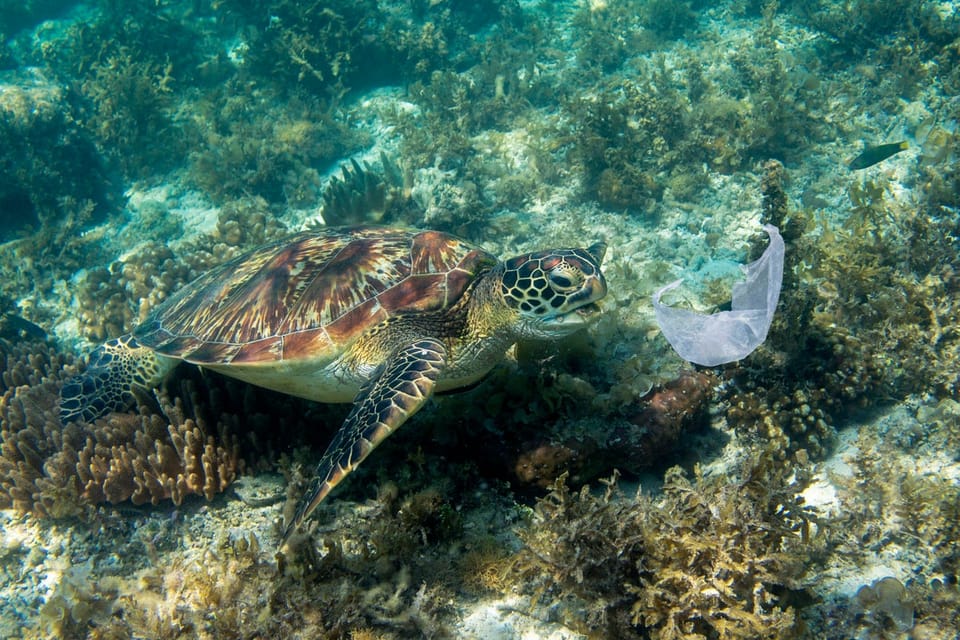 海洋塑料的嗅觉陷阱：海龟因污染物的气味而面临致命风险