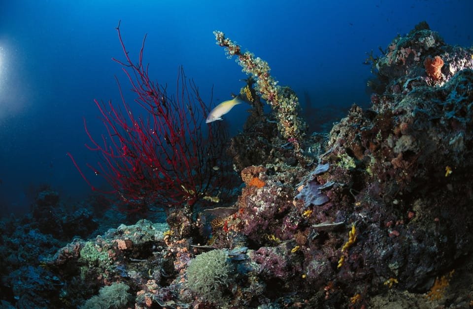 海底生物反应人类噪音：生态系统稳态面临潜在威胁
