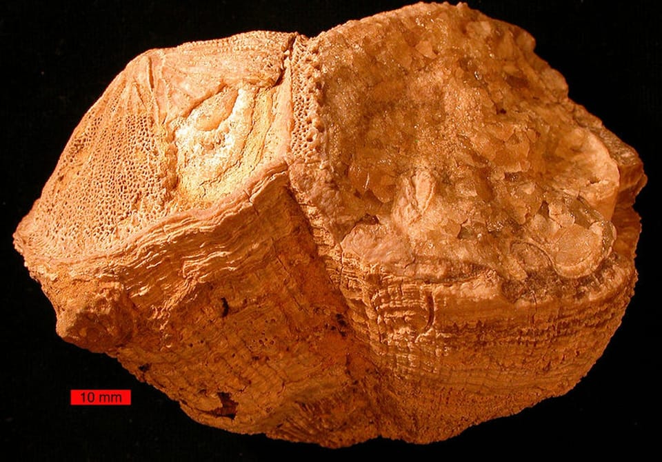 7000万年前的地球自转更快:古蛤蜊化石揭示日长23.5小时