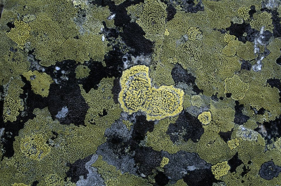 地衣真菌基因丢失揭示共生新维度：进化适应与潜在生物学启示