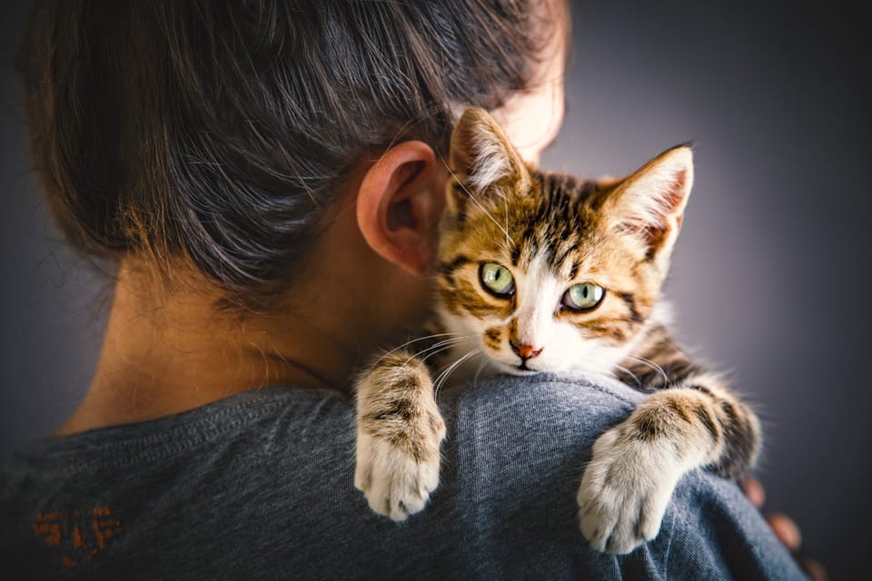 猫咪依恋行为研究：揭示其与主人深层情感联系