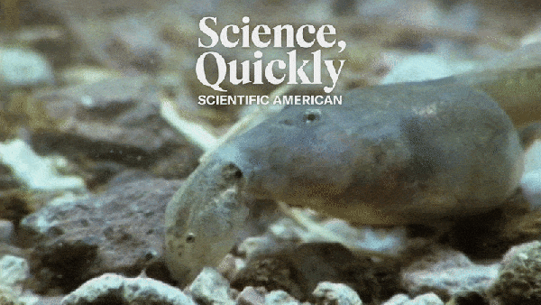 蛙类“狼人”:极端环境下 Spadefoot 蝌蚪的变态生存策略
