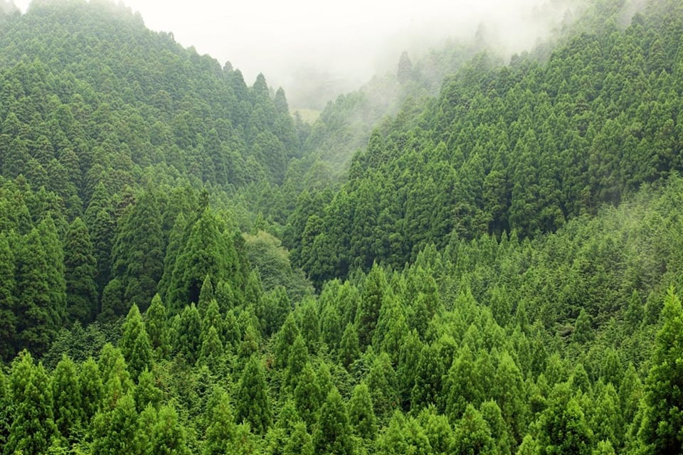 全球荒野面积锐减一成,南美与中非地区损失最为惨重