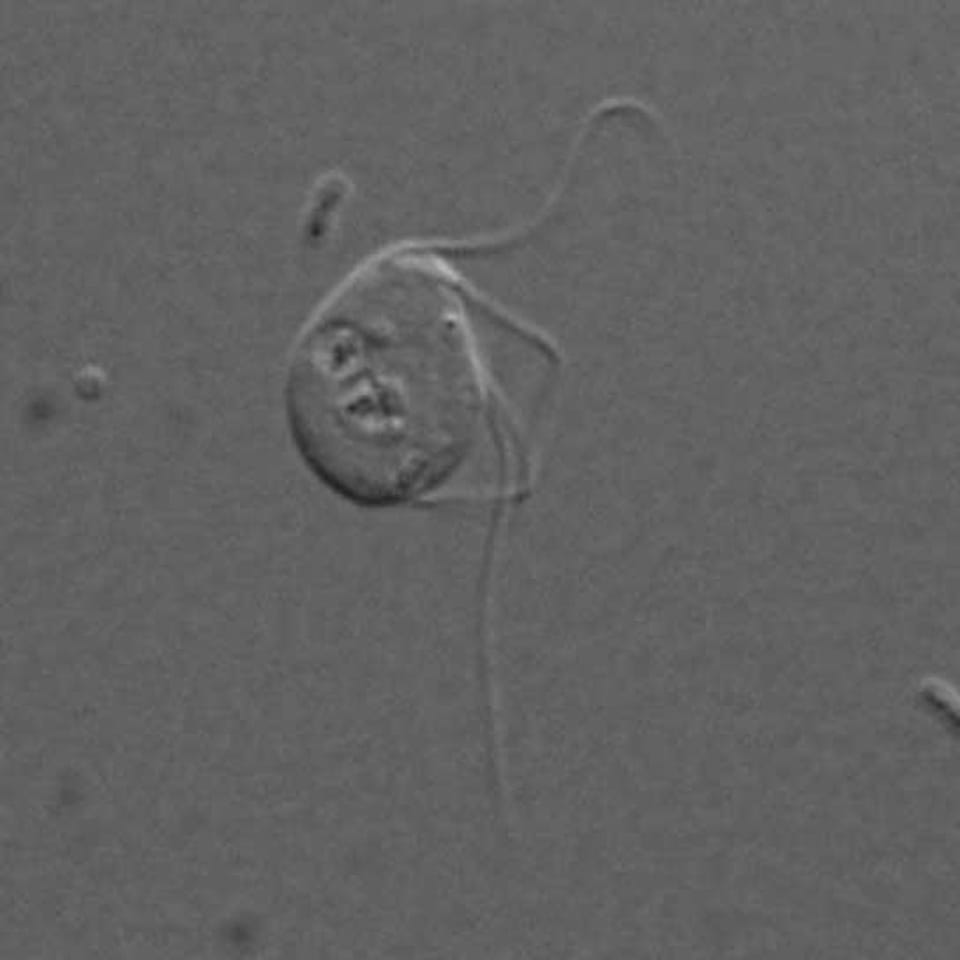 微生物打破细胞“能量工厂”规则:无线粒体真核生物现身