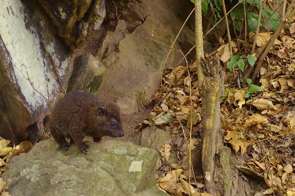 非洲树栖树 the new species of tree hyrax discovered in West Africa based on unique vocalizations and genetic analysis