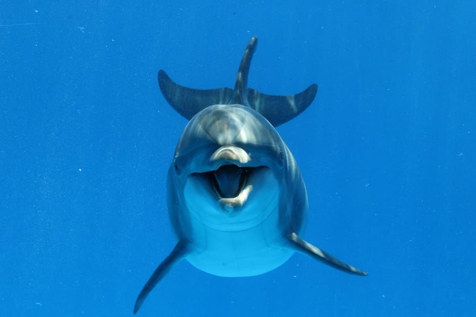 海洋噪音迫使海豚简化沟通信号,影响信息传递与学习