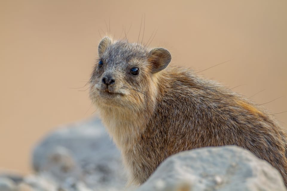 岩 the hyrax 的歌声洞察：鼻息声揭示情绪与沟通密码