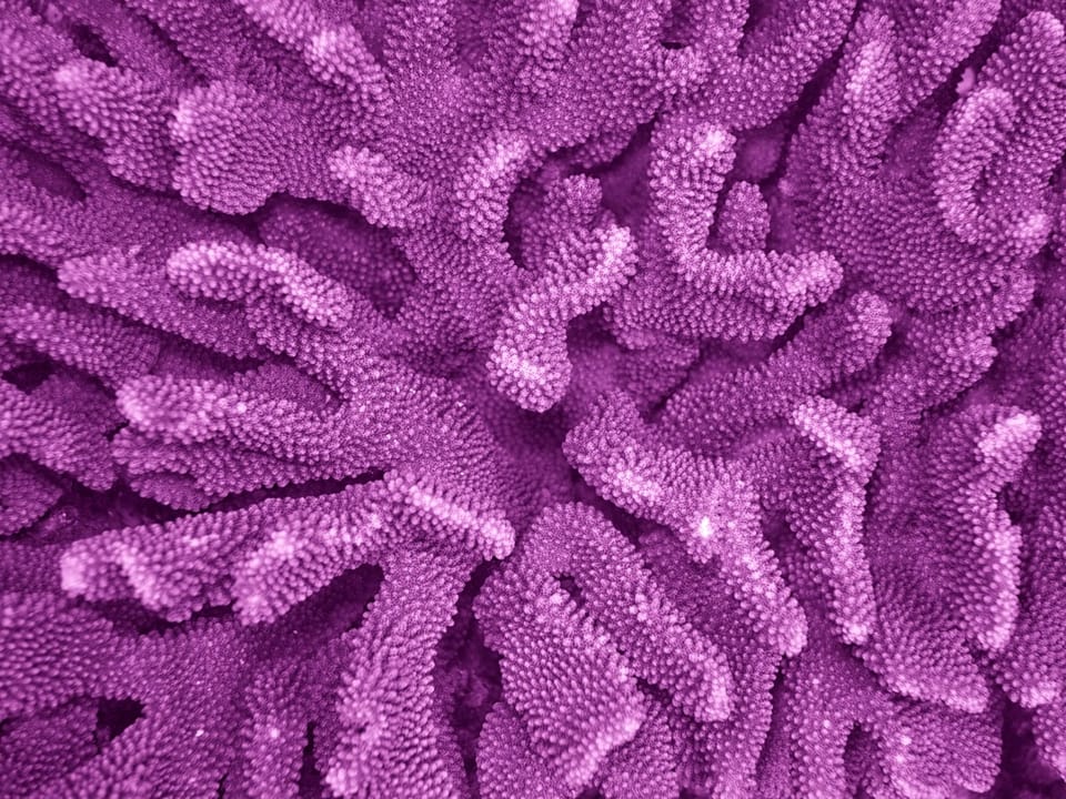 3D打印珊瑚:复苏珊瑚礁与生物能源的新曙光