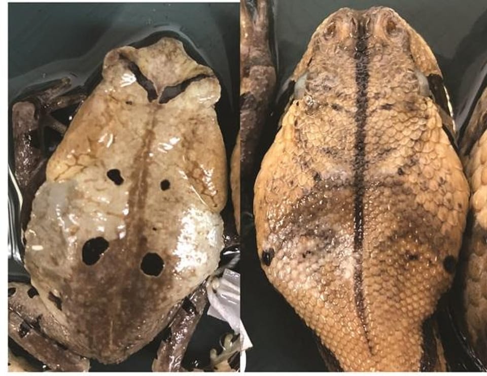 古生物与现代生物的奇特科学发现