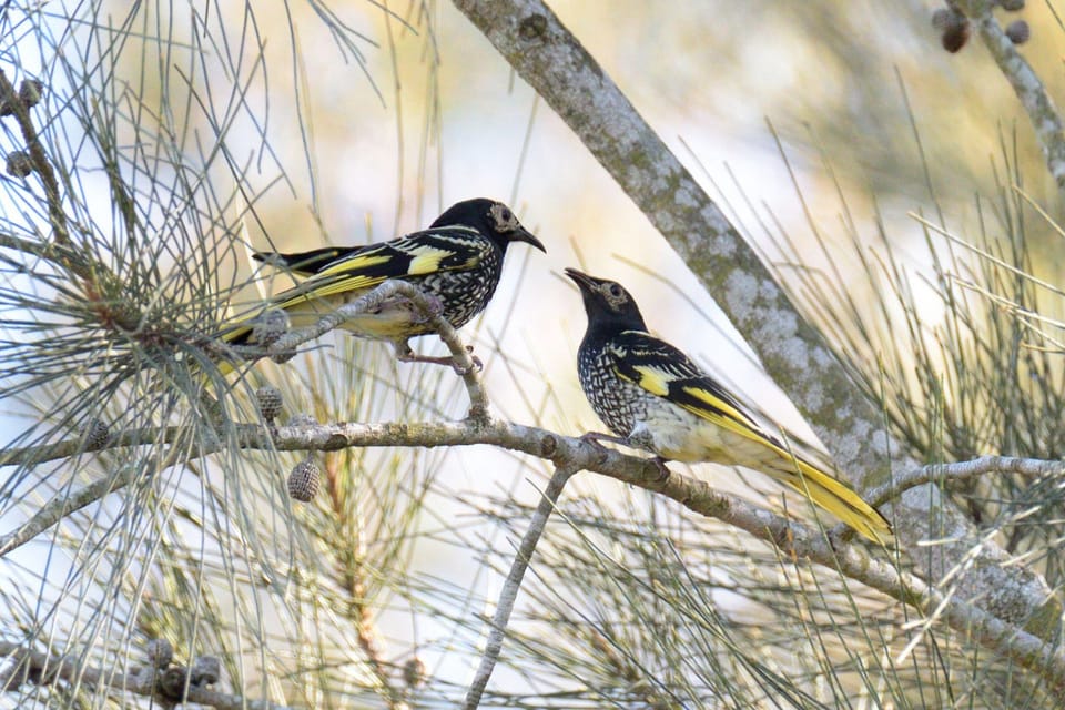 澳大利亚 Regent Honeyeater 歌唱文化失传，濒危物种繁殖受阻