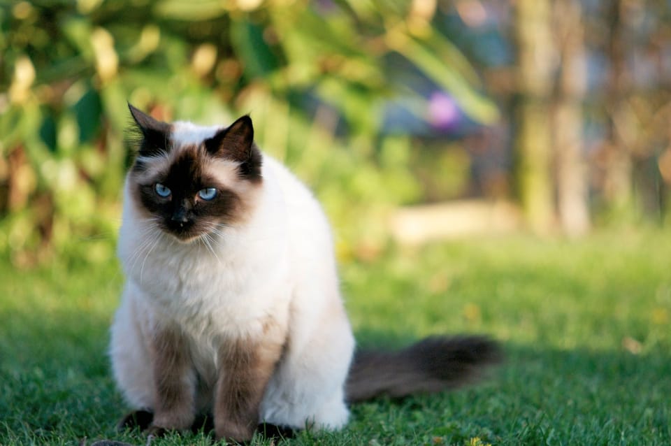 猫咪的听觉推断能力揭示其对因果关系的直观理解