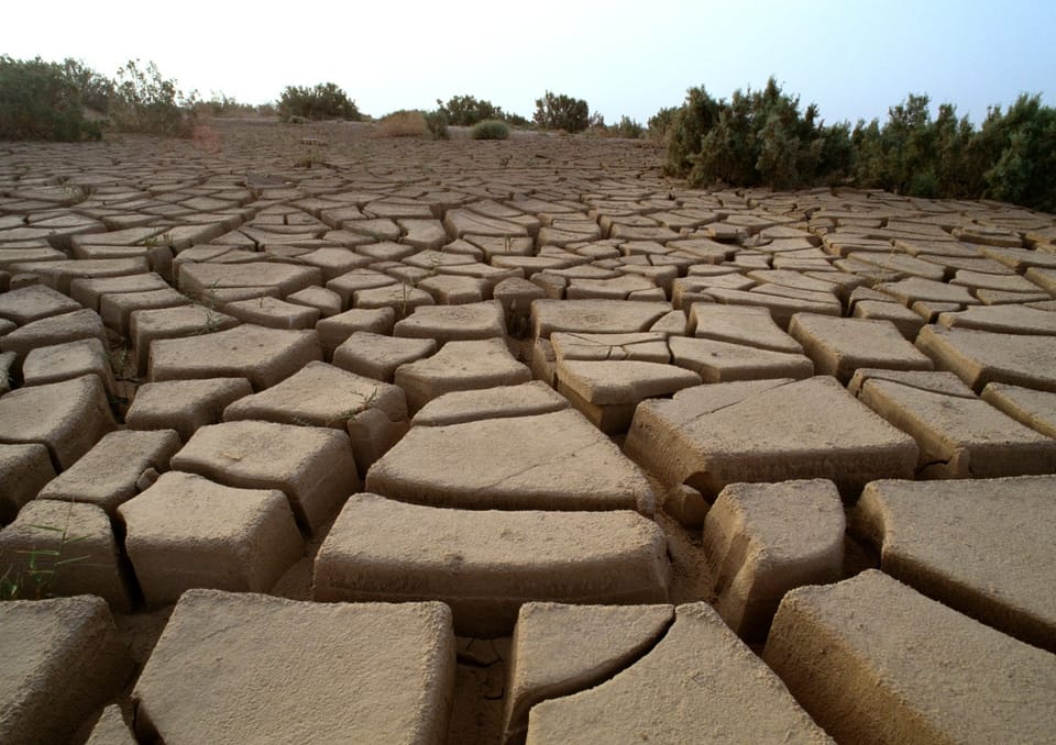 西南地区针叶林面临气候变化严峻考验，预计2100年或近乎灭绝