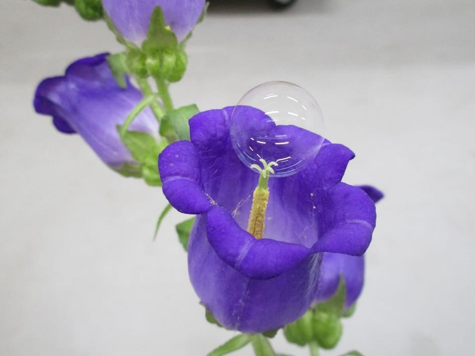 肥皂泡：蜜蜂短缺背景下的创新授粉方案