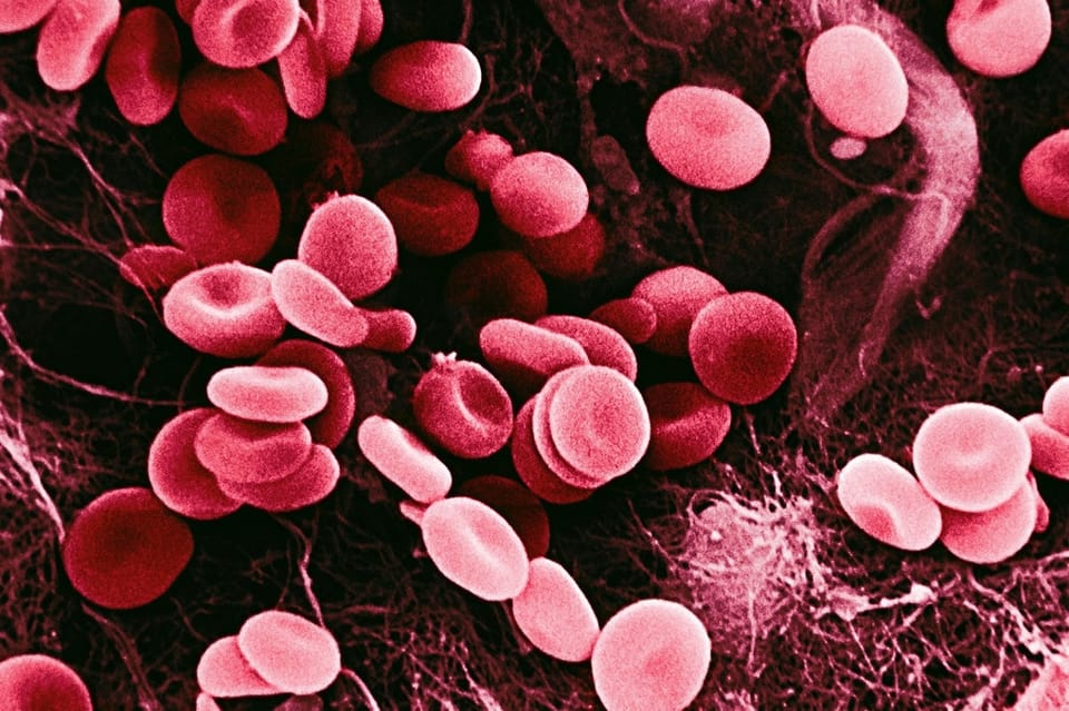 红细胞记忆：高海拔适应的生物学捷径与时效性