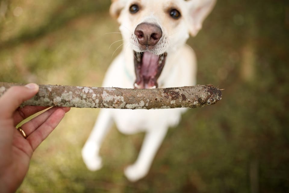 玩耍行为：犬类驯化与品种差异的关键驱动力