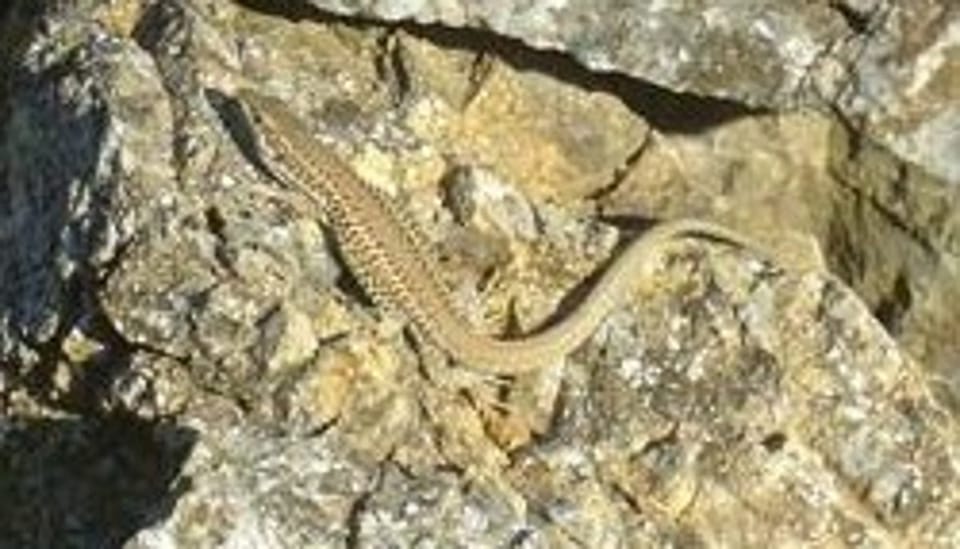 Aegean Wall Lizards Exhibit Advanced Camouflage Strategy by Selecting Optimal Backgrounds