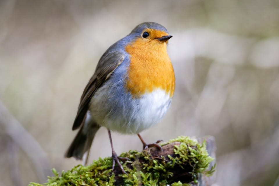 揭示歌鸲(European Robin)磁场导航奥秘:关键蛋白Cryptochrome的分子机制