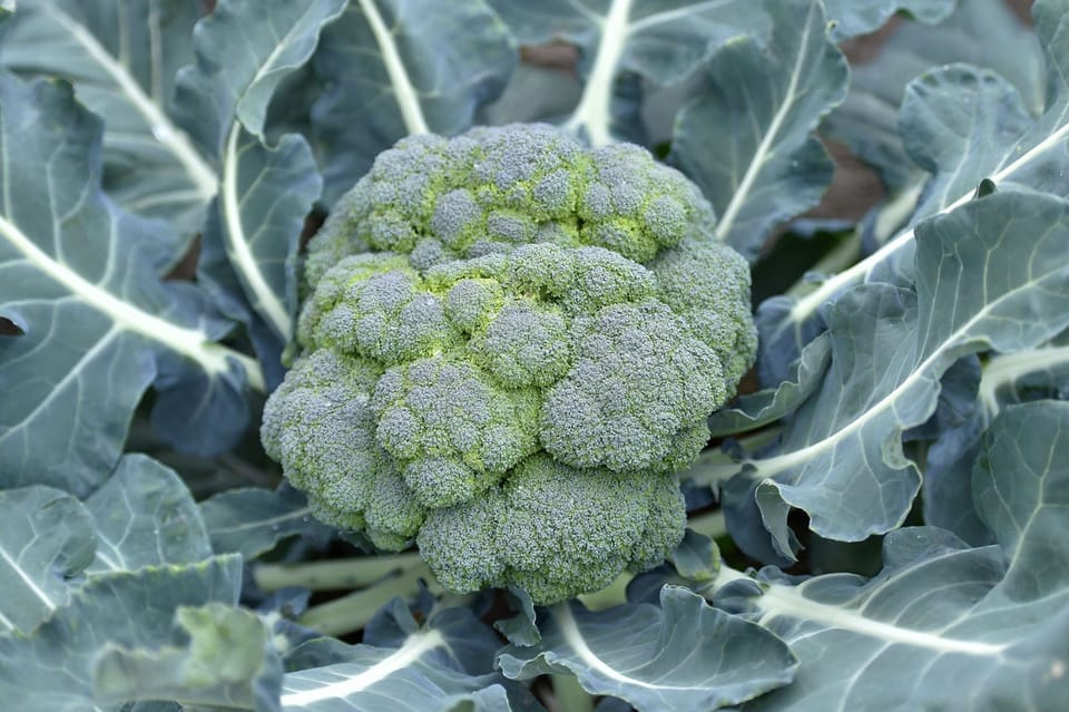 基因决定口味:苦味敏感度影响蔬菜摄入,或重塑健康饮食建议
