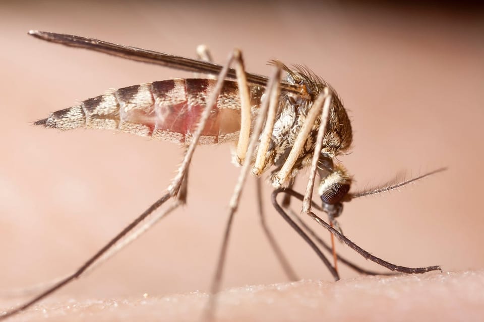 肠道微生物或可调节疟疾感染严重程度，为免疫增强提供新视角