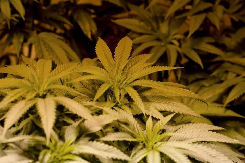医用大麻研究困境:Schedule I 列表成监管“死结”
