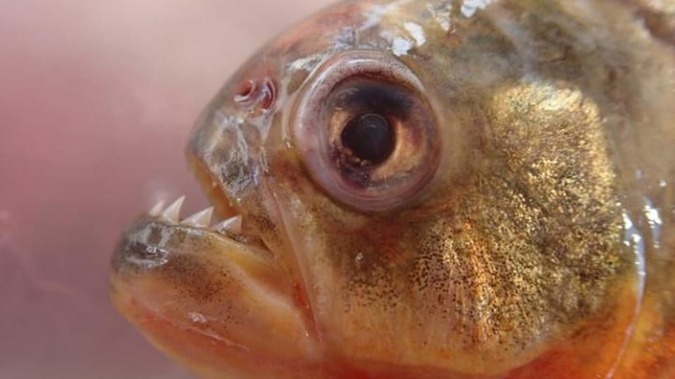 亚马逊鱼类声学研究:揭示水下生物活动新维度